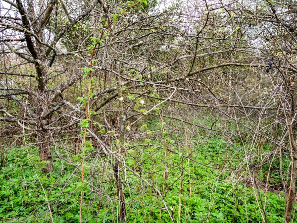 Underbrush Clearing in Spring