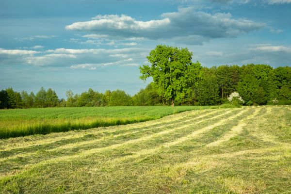 Vegetation Removal in Spring
