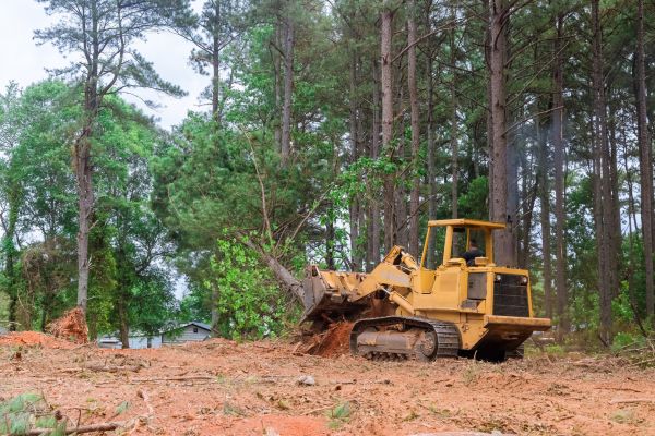 Forest Thinning in Spring