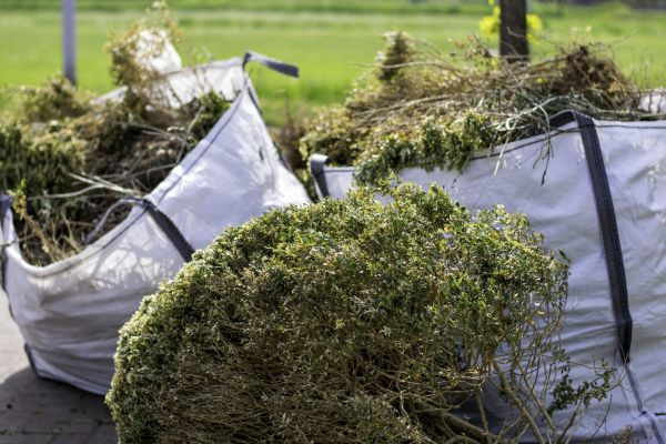 Bushes Clearing in Spring