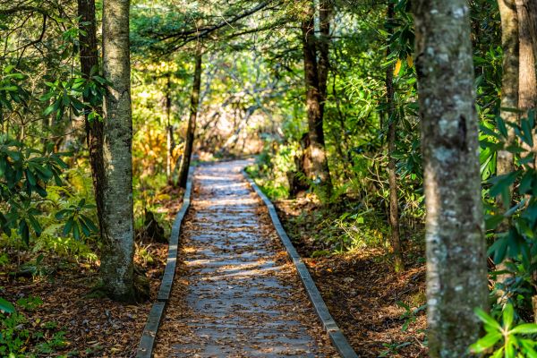 Trail Clearing in Spring
