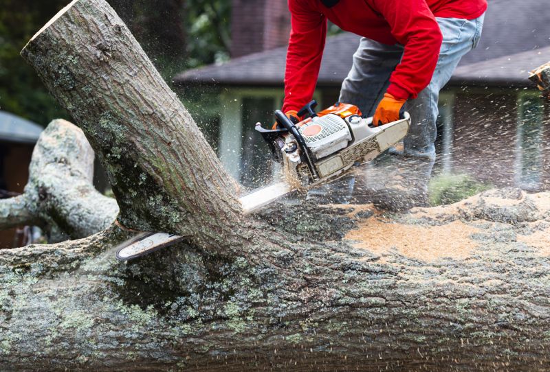 Brush and Tree Removal Process